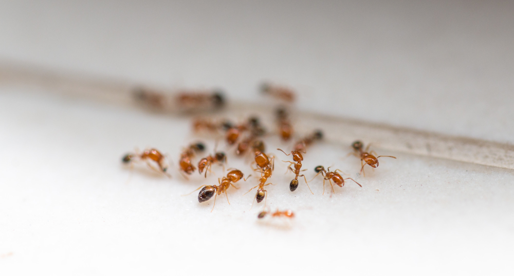 Stopku mravencům v domácnosti lze vystavit poměrně snadno. To hlavní mají lidé doma, jenom to přehlíží