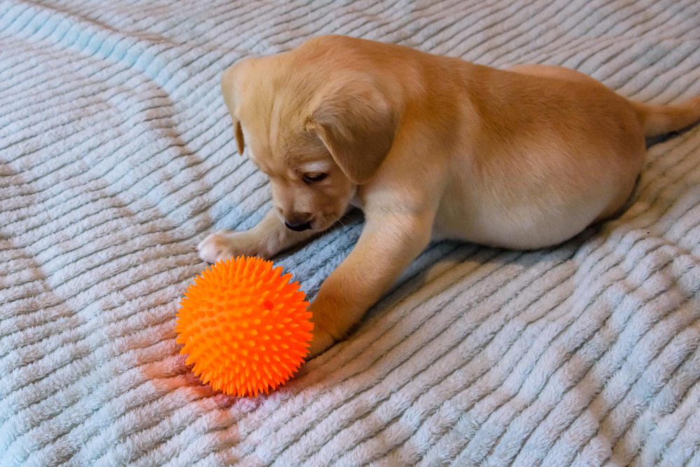 Young Purebred Puppy Labrador Retriever Playing With Ball